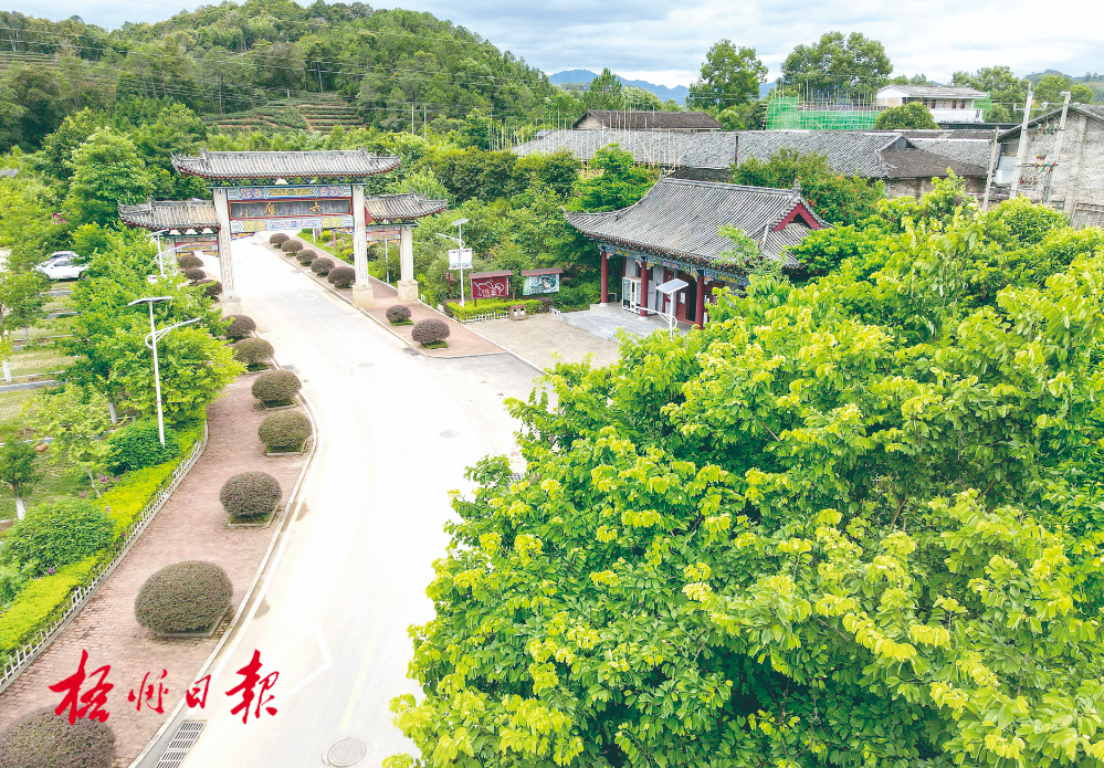 梧州全市生態(tài)茶園面積達33.34萬畝！