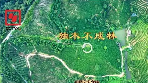 央視、學(xué)習(xí)強國等十多個平臺同時推送梧州采春茶．梧州六堡茶